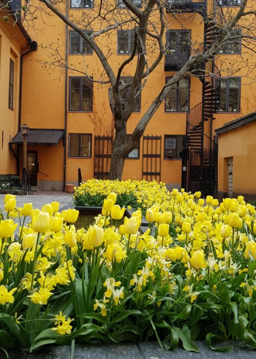 Baksida Finska kyrkan träd tulipaner