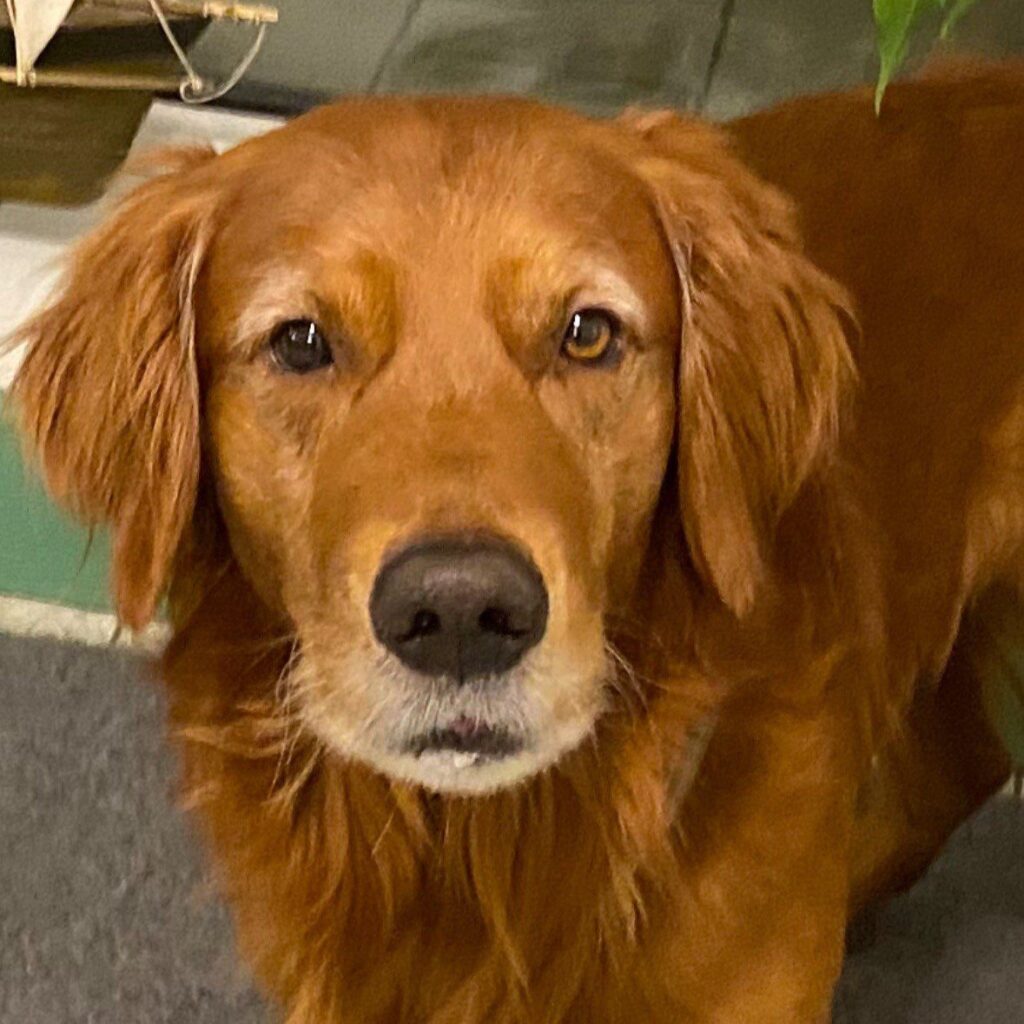 Kontorshund-bailey-profil Kontorshund-bailey-profil