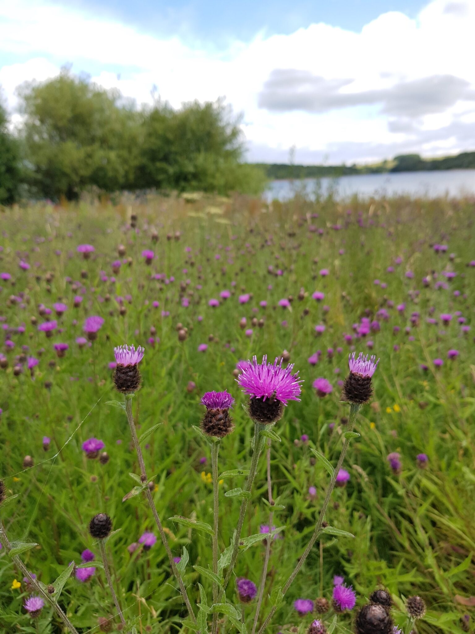 Natur - tisslor Natur - tisslor