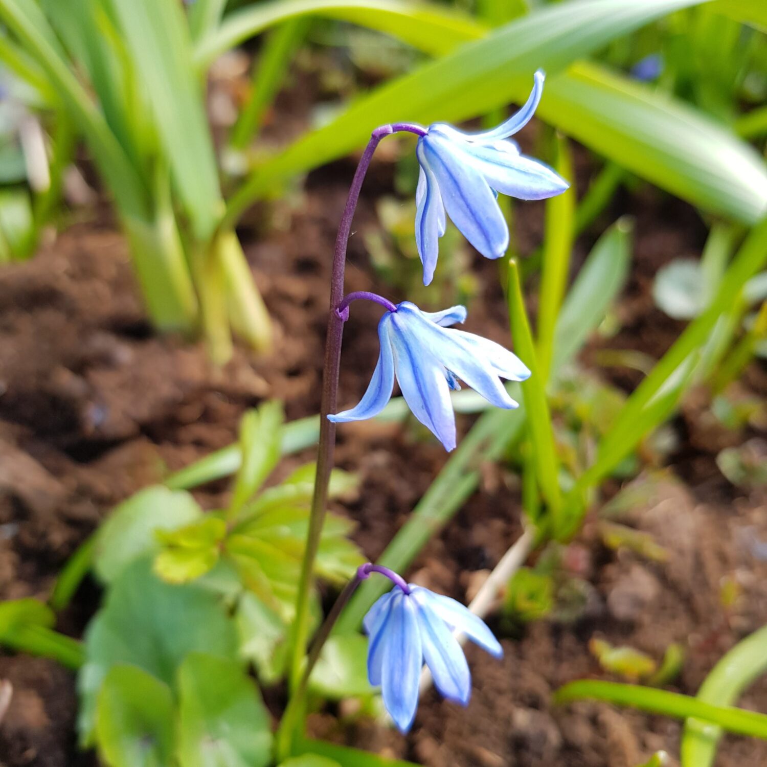 blomma